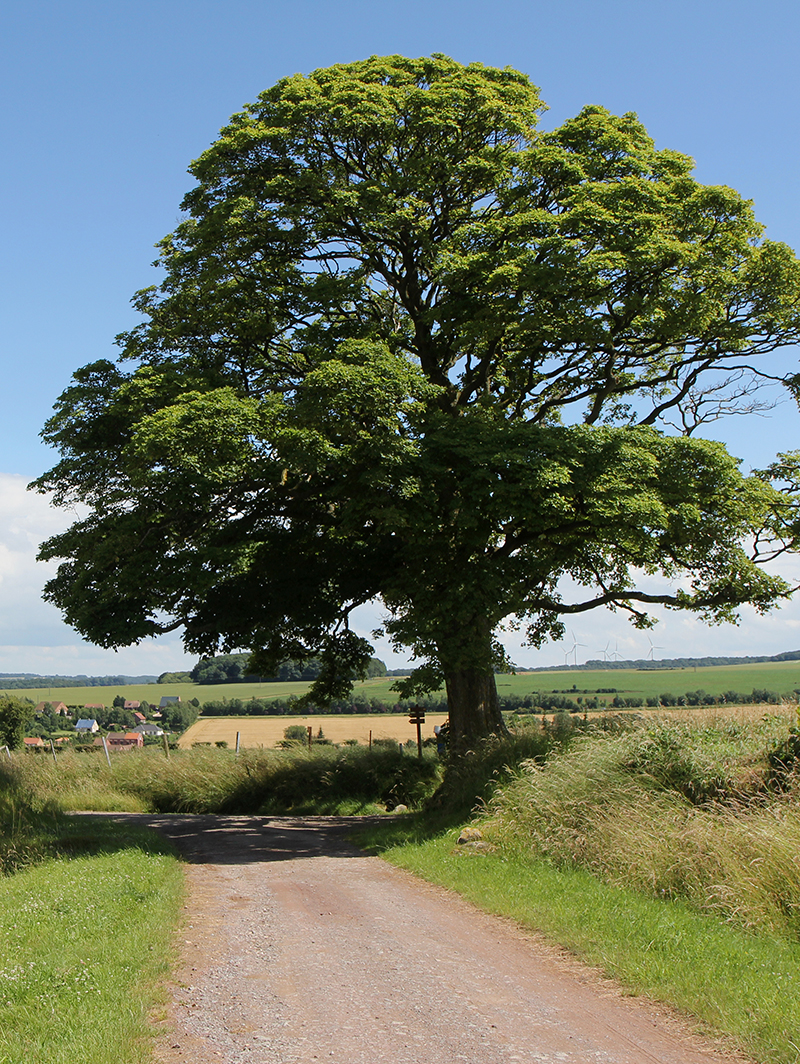 Acer campestre | Field maple - Van den Berk Nurseries