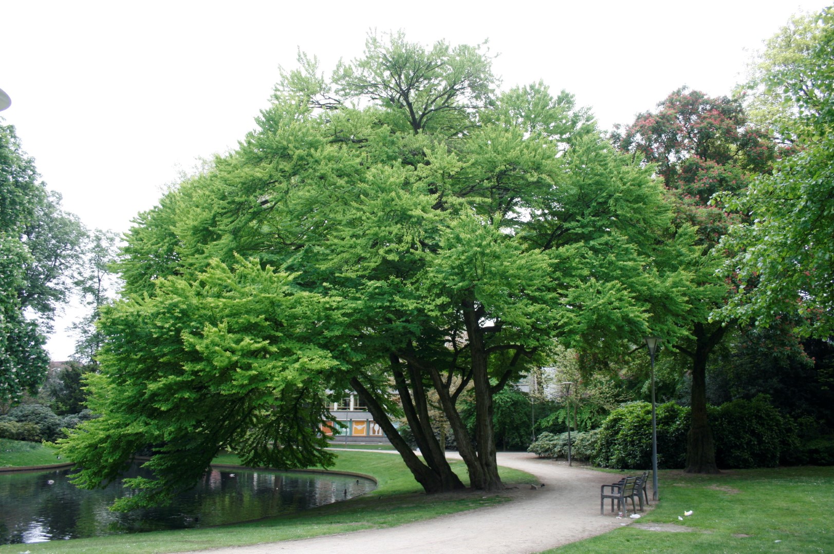 Cercidiphyllum japonicum Japanese Katsura tree Van den Berk Nurseries