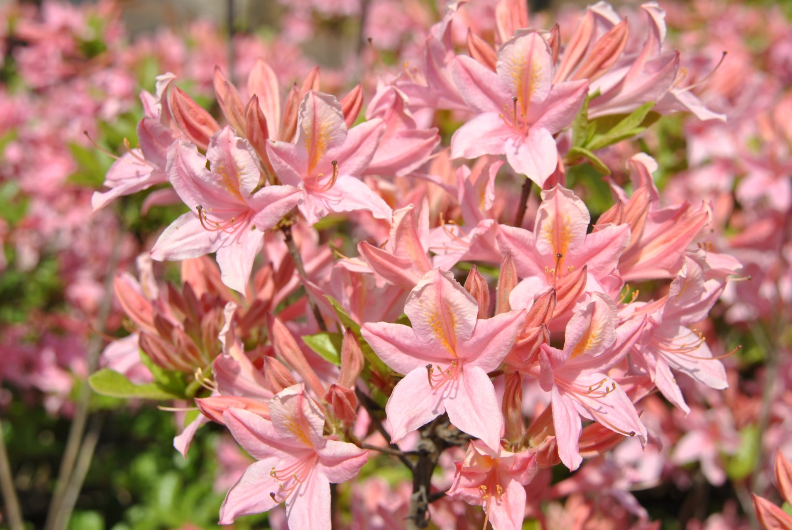 Rhododendron (AV) 'Soir de Paris' Rhododendron (AV) 'Soir de Paris