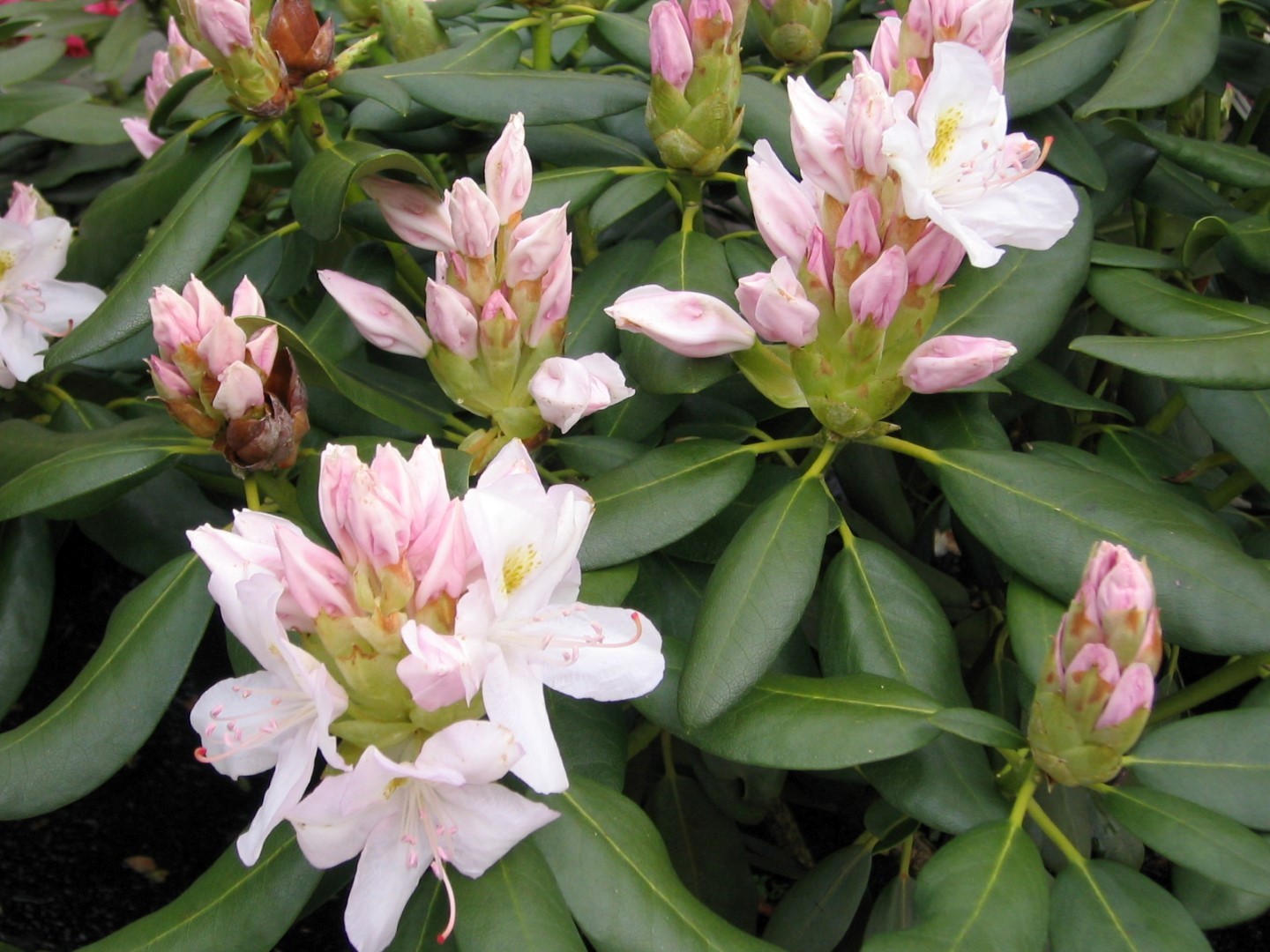 Rhododendron 'Catawbiense Album' Rhododendron 'Catawbiense Album