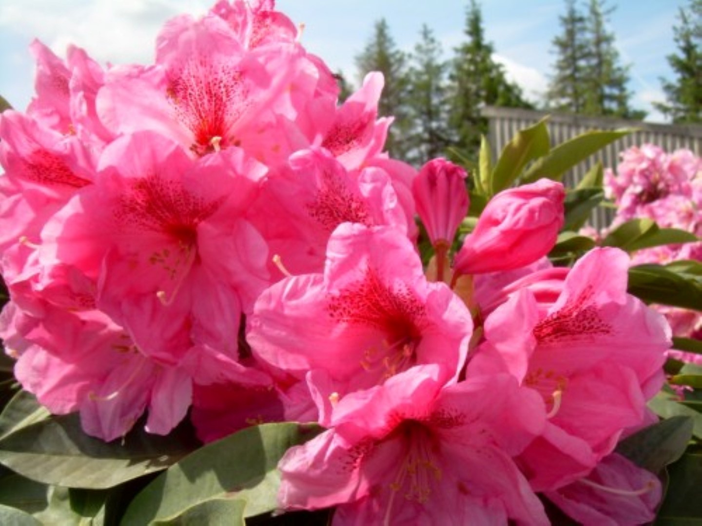 Rhododendron 'Große Rosa Rastederin' Rhododendron 'Große Rosa