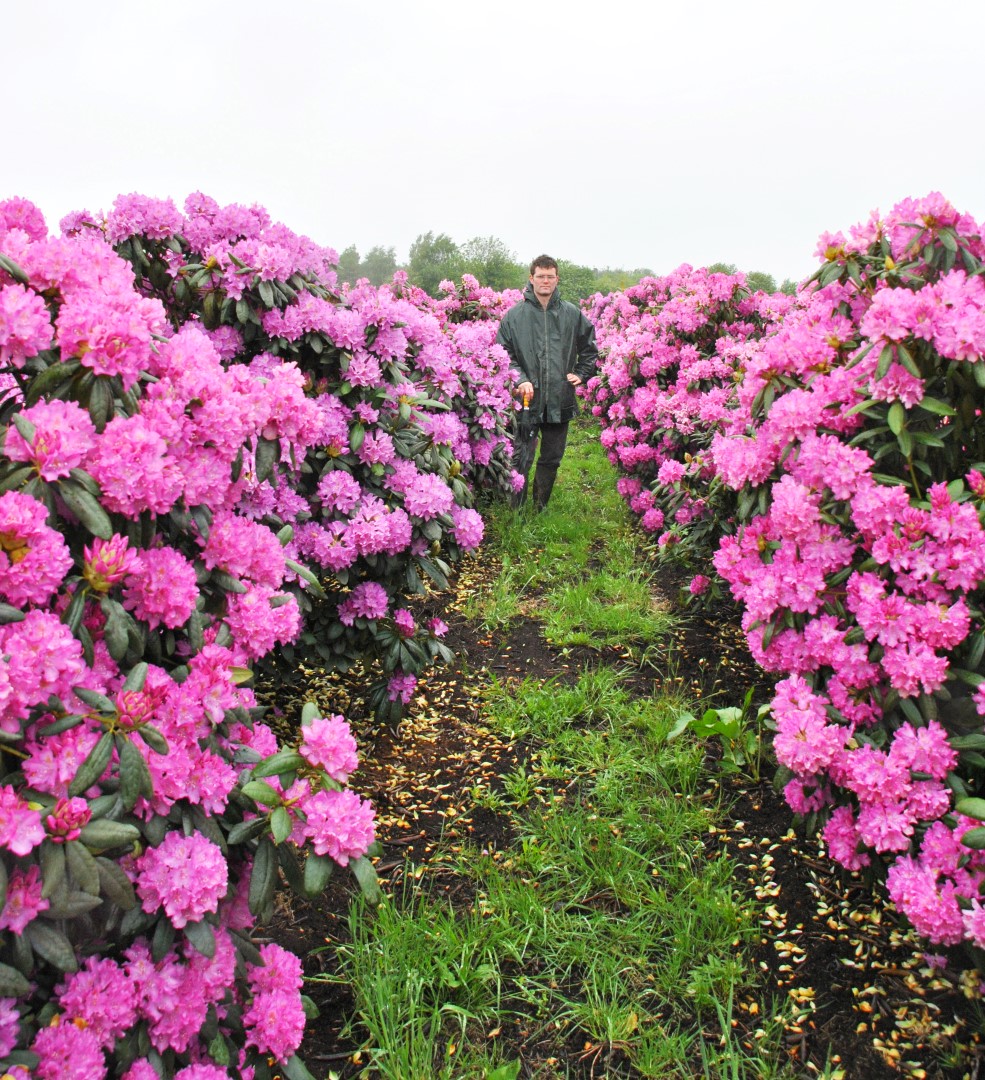Rhododendron 'Roseum Elegans' Rhododendron 'Roseum Elegans' Van den
