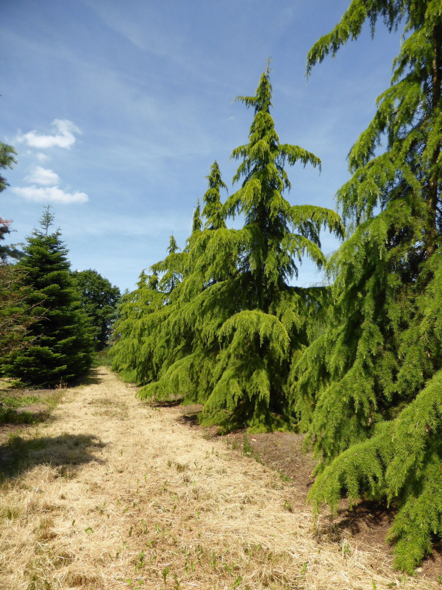 cedrus