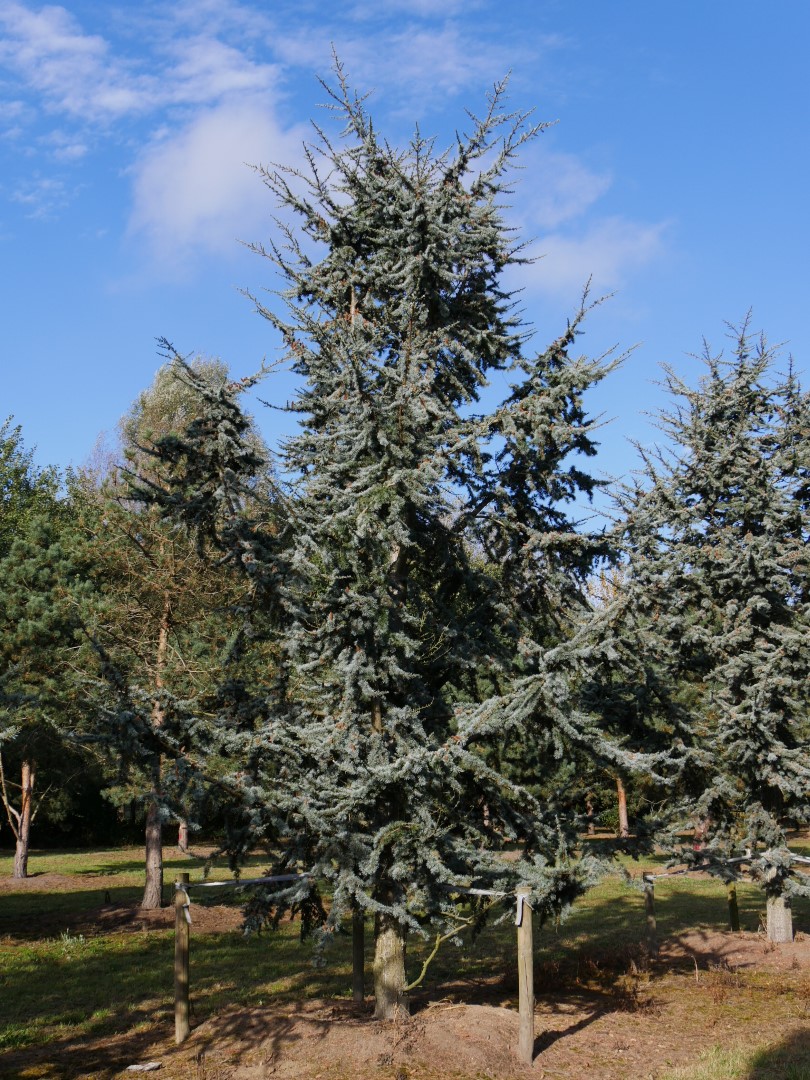 jord at føre aflevere Cedrus libani 'Glauca' | Blue cedar - Van den Berk Nurseries