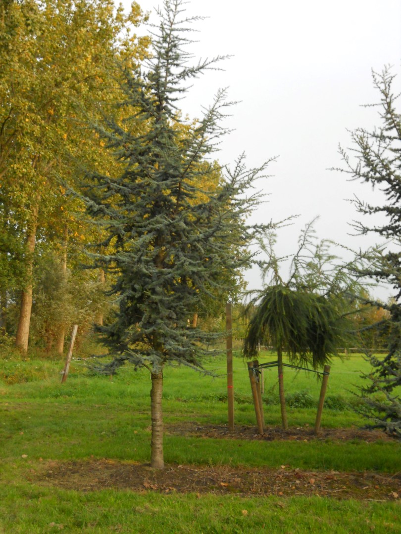 jord at føre aflevere Cedrus libani 'Glauca' | Blue cedar - Van den Berk Nurseries