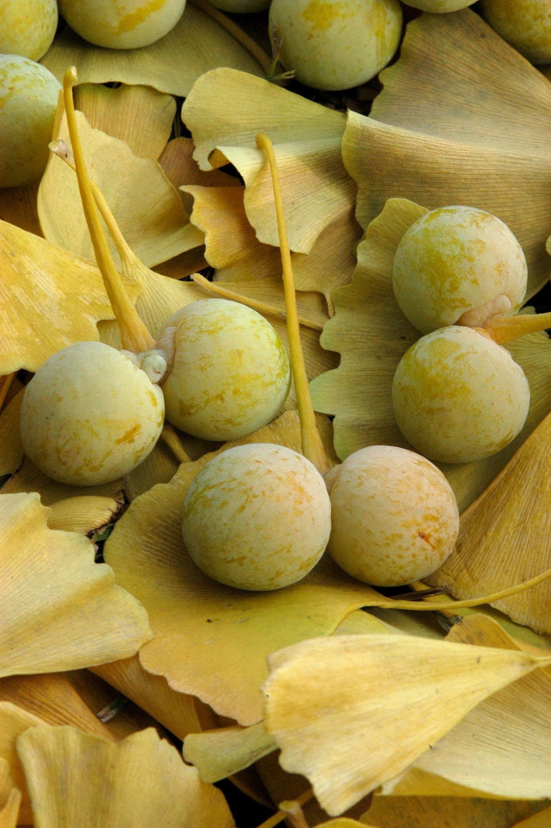 Ginkgo biloba  Maidenhair tree - Van den Berk Nurseries