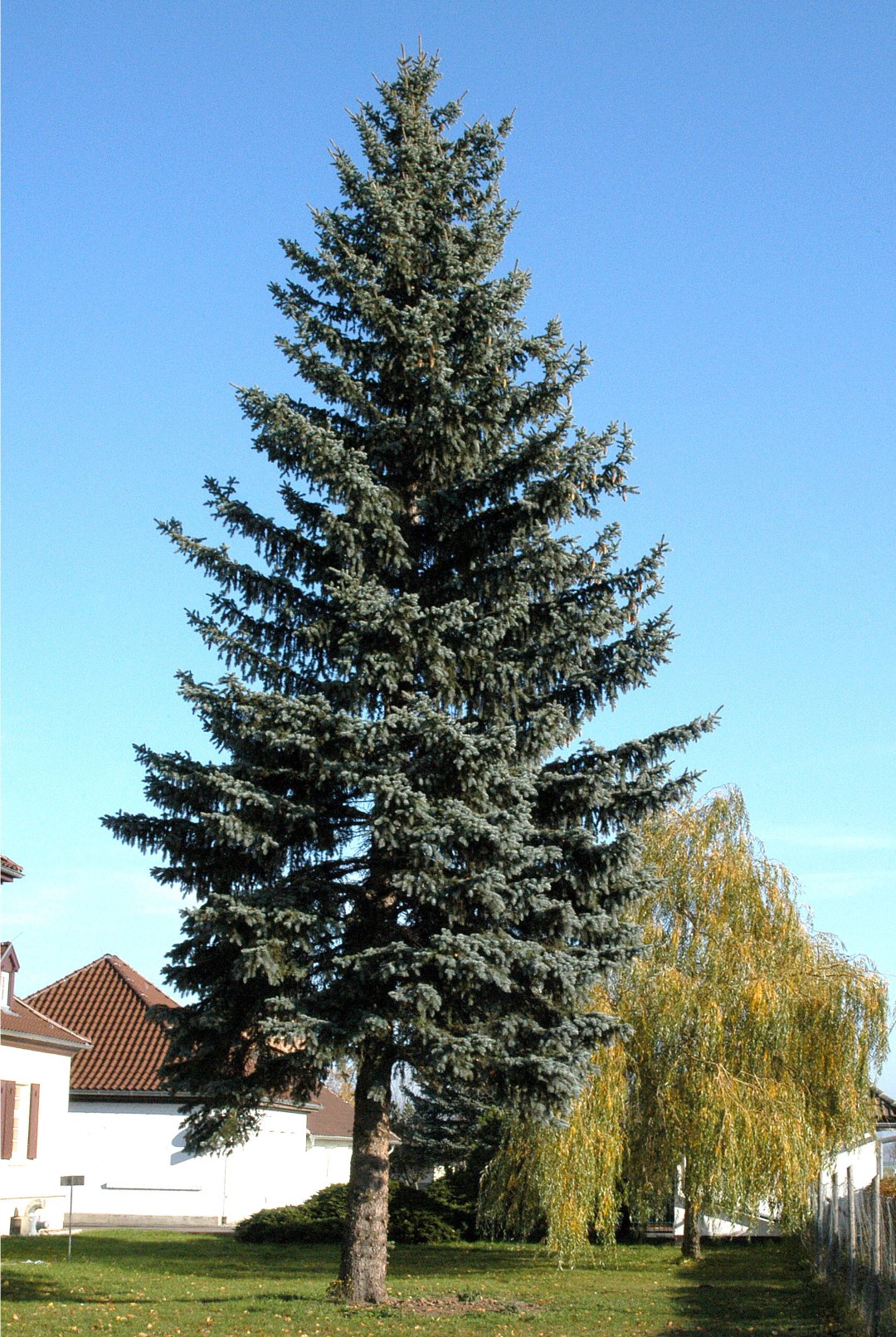 interval Pest silhuet Picea pungens f. glauca | Blue spruce, Colorado spruce - Van den Berk  Nurseries