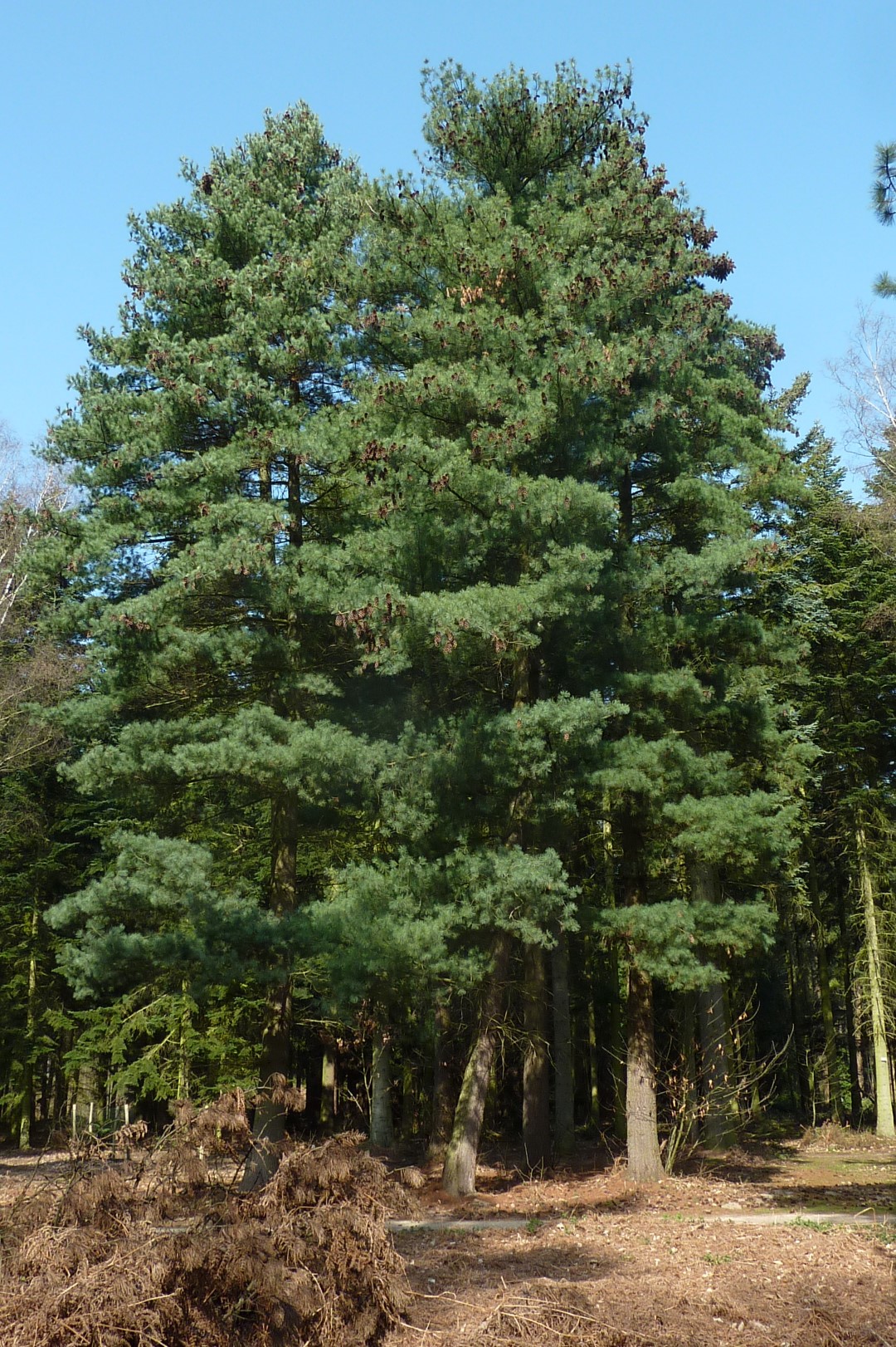 Pinus Peuce Macedonian Pine Balkan Pine Van Den Berk Nurseries