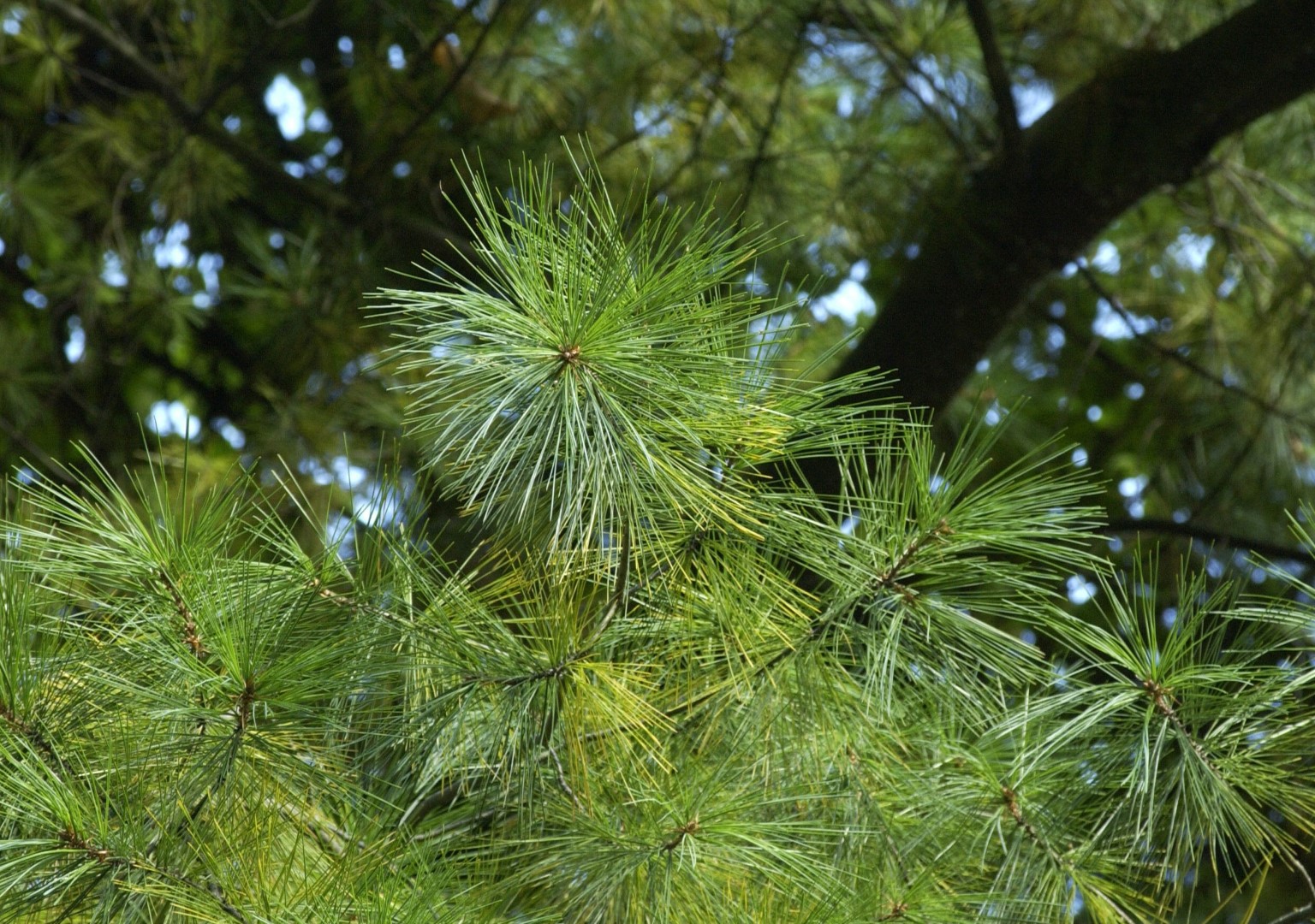 Pinus strobus (Eastern White Pine)