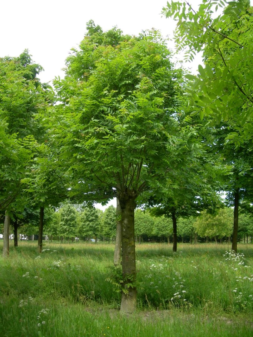 Fraxinus Excelsior Bark Fraxinus Excelsior Bark