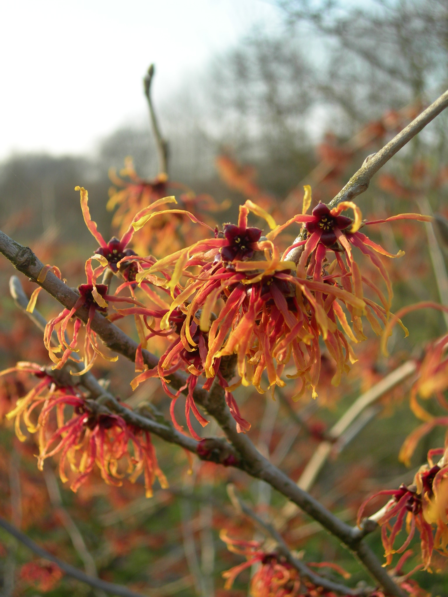 Hamamelis ×intermedia 'Jelena'  Hamamelis ×intermedia 'Jelena' - Van den  Berk Nurseries