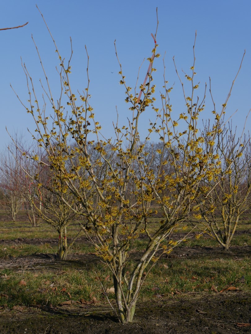 Hamamelis x intermedia Westerstede 9 cm achats avantageux sur