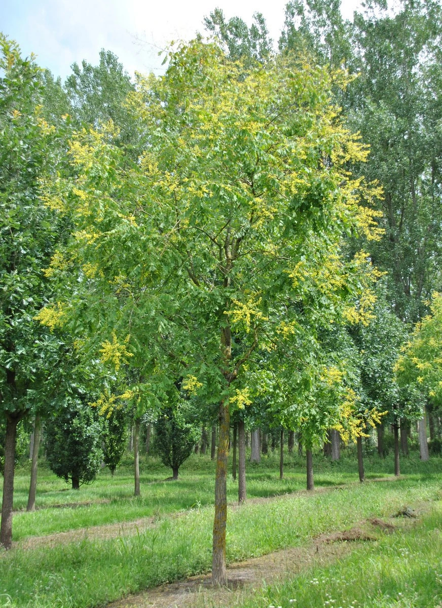 Koelreuteria paniculata Varnish tree, Golden rain tree Van den Berk