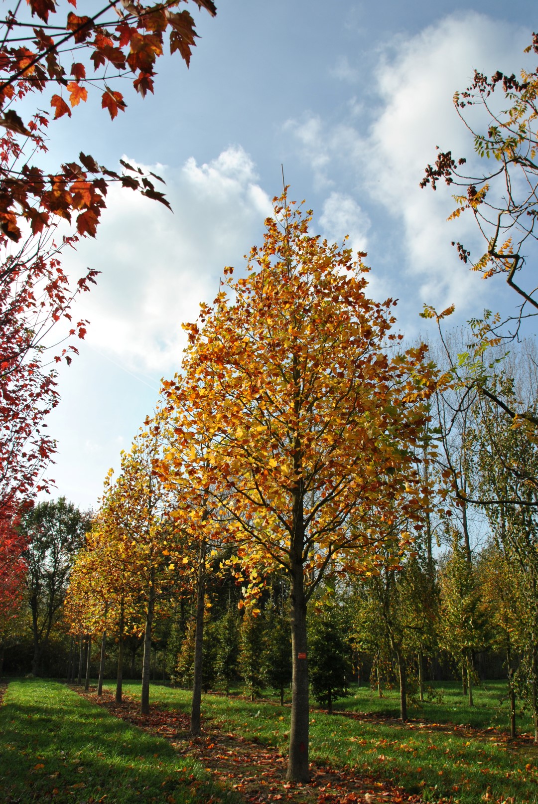 Liriodendron tulipifera Tulip tree, Tulip poplar, Yellow poplar Van