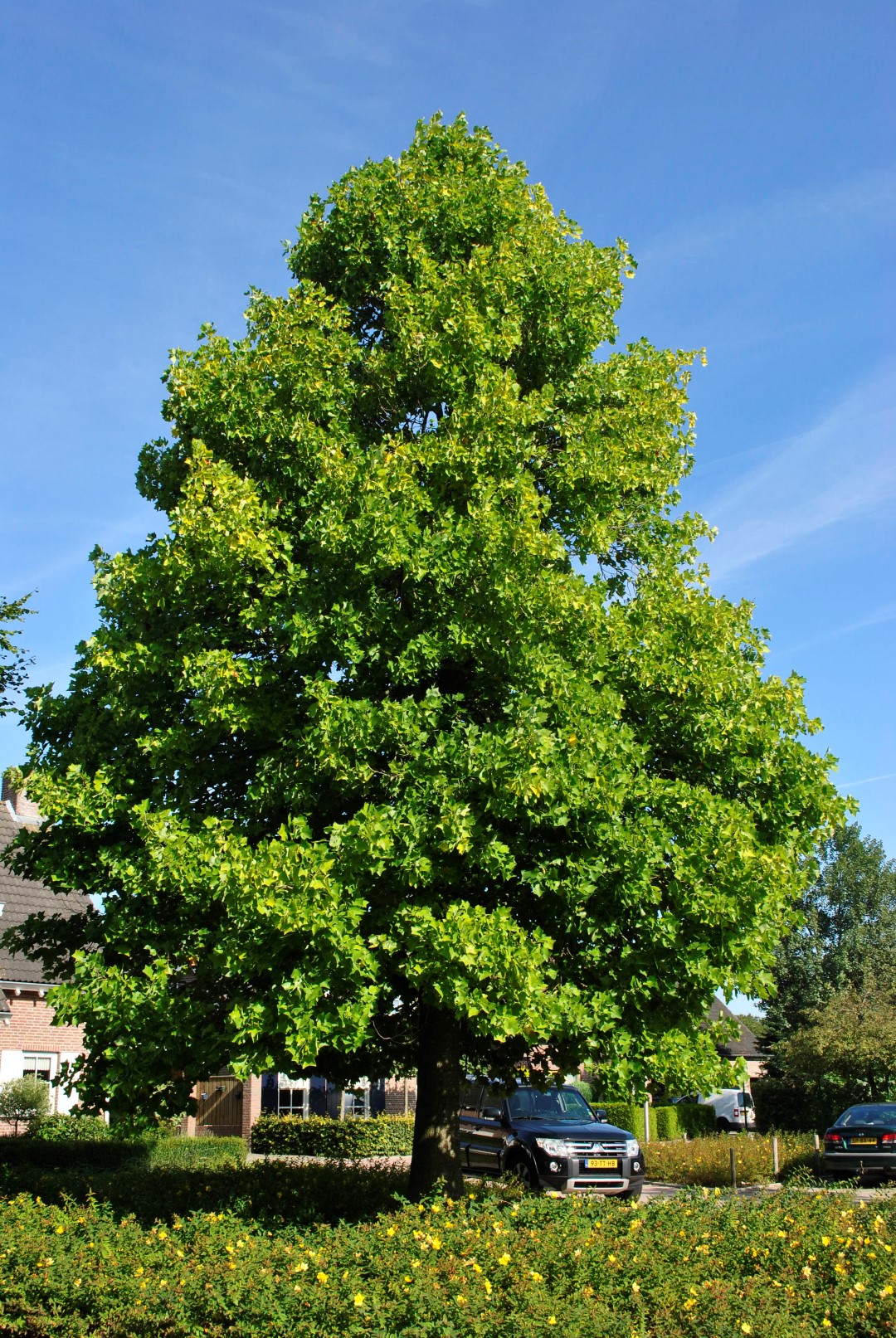 Liriodendron tulipifera Tulip tree, Tulip poplar, Yellow poplar Van