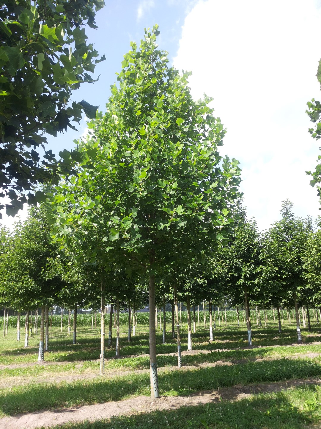 Liriodendron tulipifera Tulip tree, Tulip poplar, Yellow poplar Van