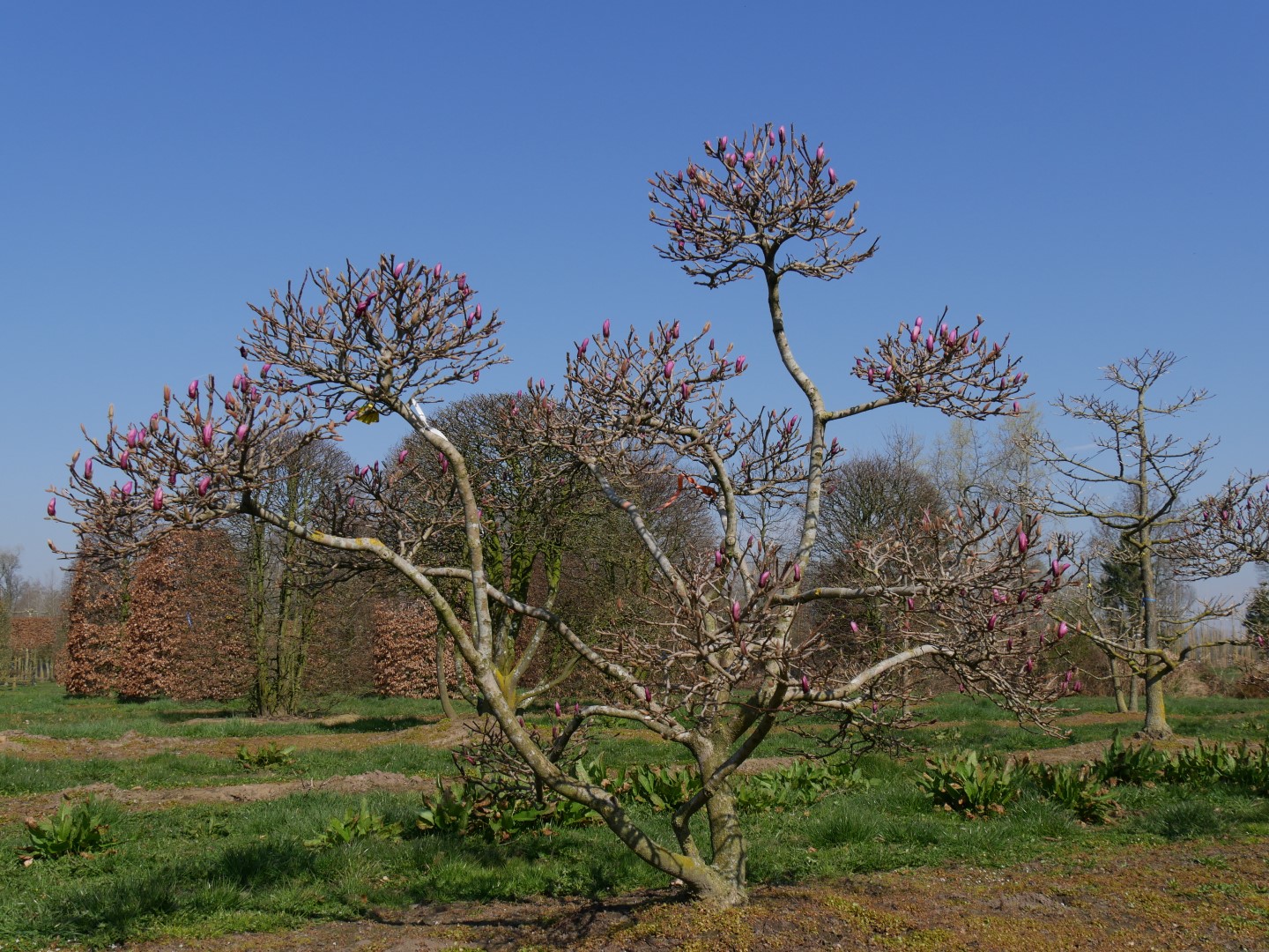 Magnolia 'Susan' Magnolia 'Susan' Van den Berk Nurseries