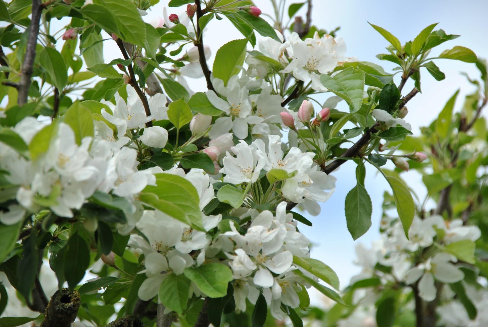 Malus John Downie Malus John Downie Van Den Berk Nurseries Malus John Downie Malus John Downie Van Den Berk Nurseries