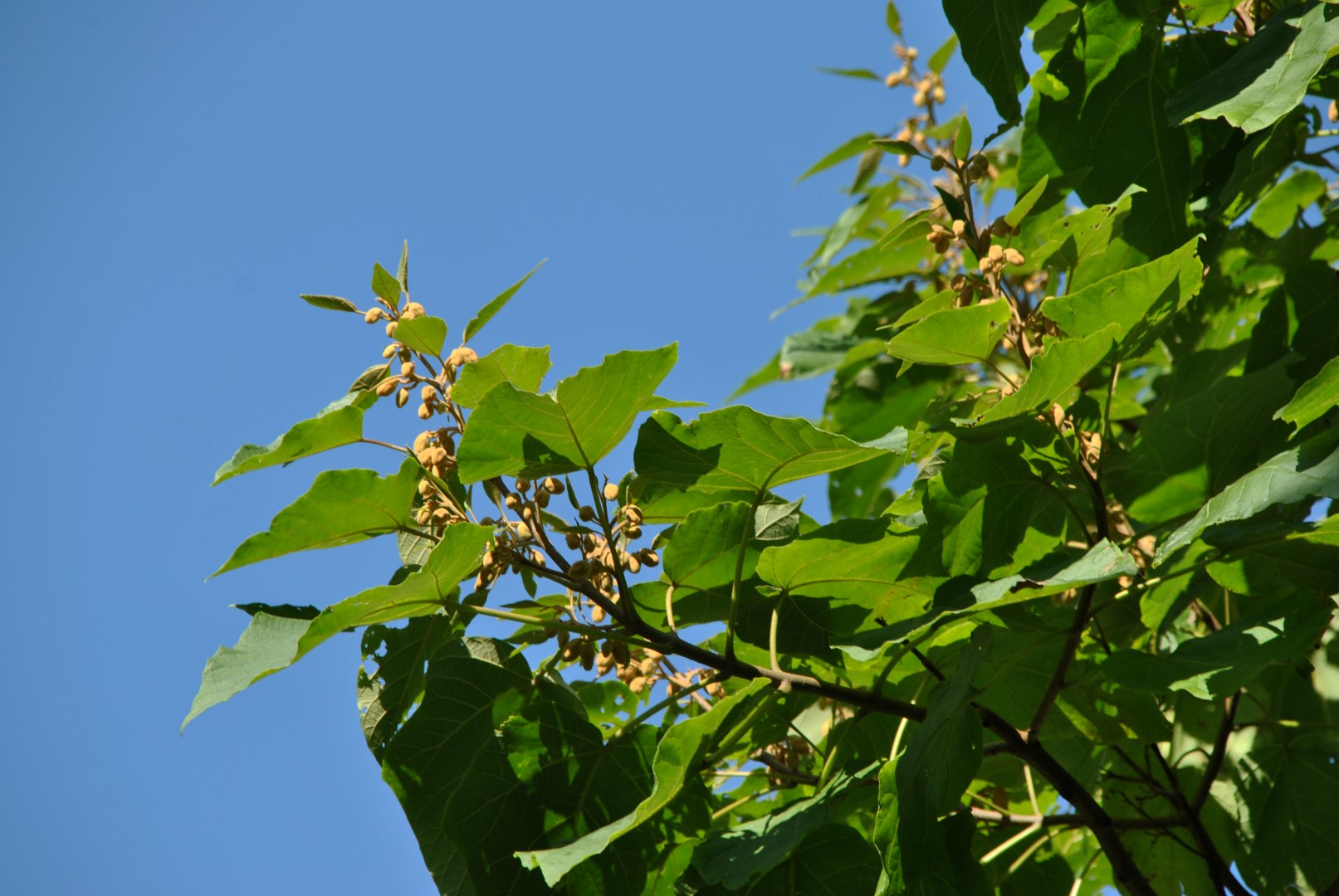 Buy Paulownia Elongata XL - Paulownia Elongata from  ®