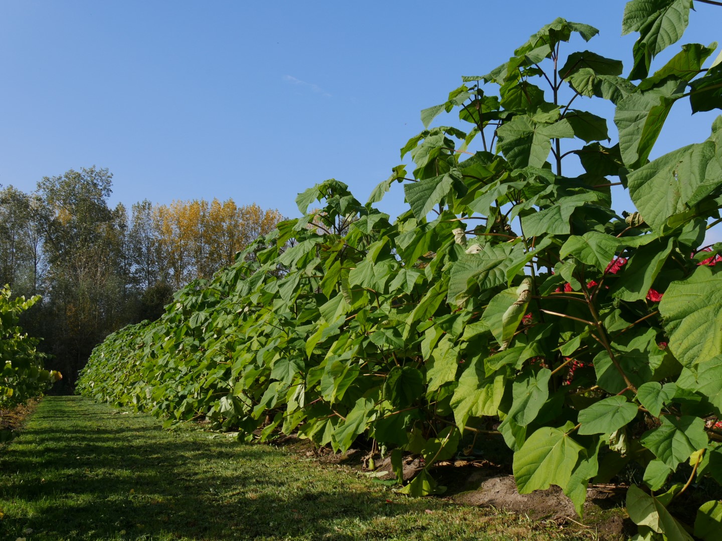 Paulownia Fortunei FAST BLUE ('Minfast')