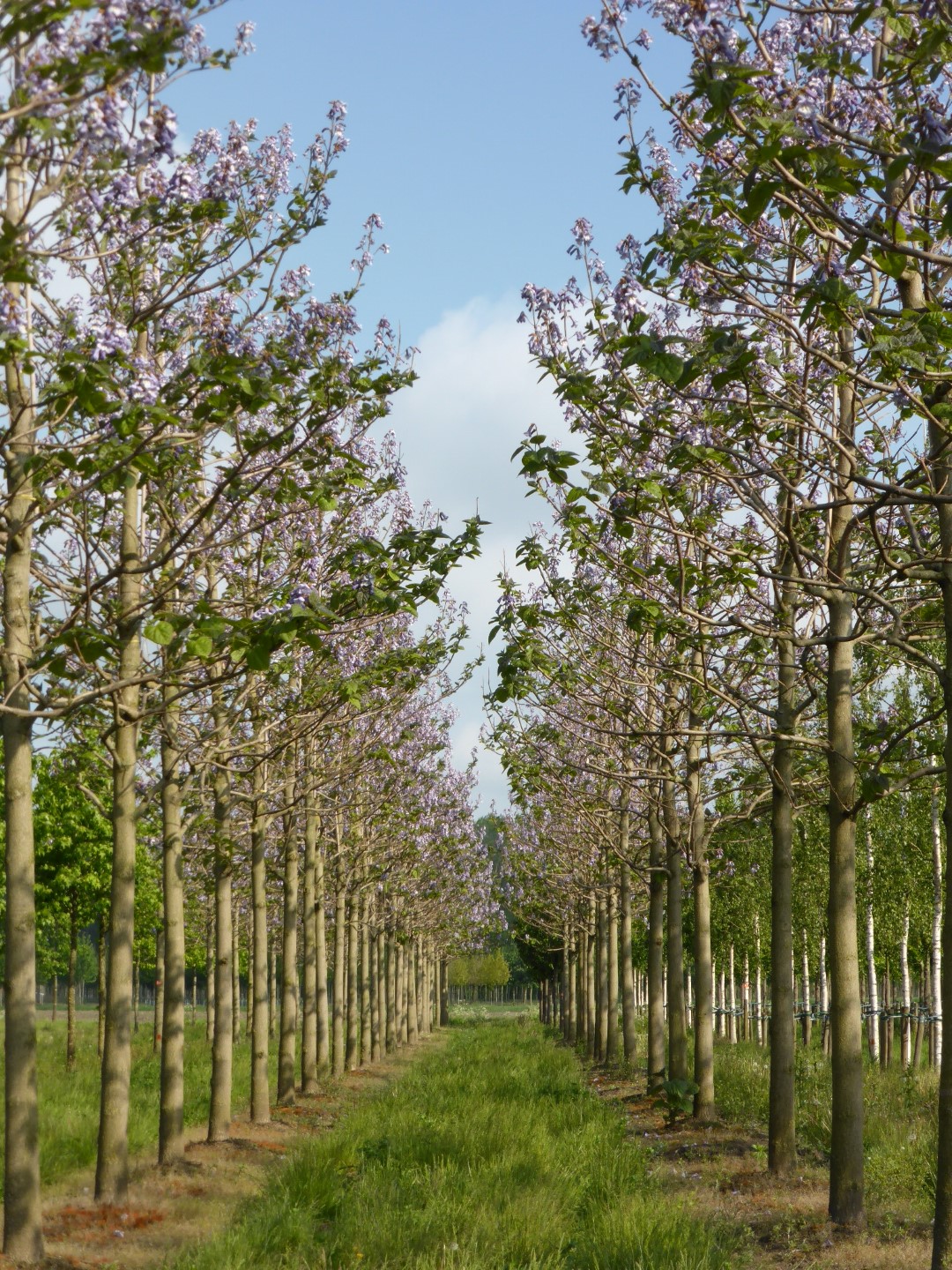 Paulownia Tomentosa Paulownia Foxglove Tree Van Den Berk Nurseries