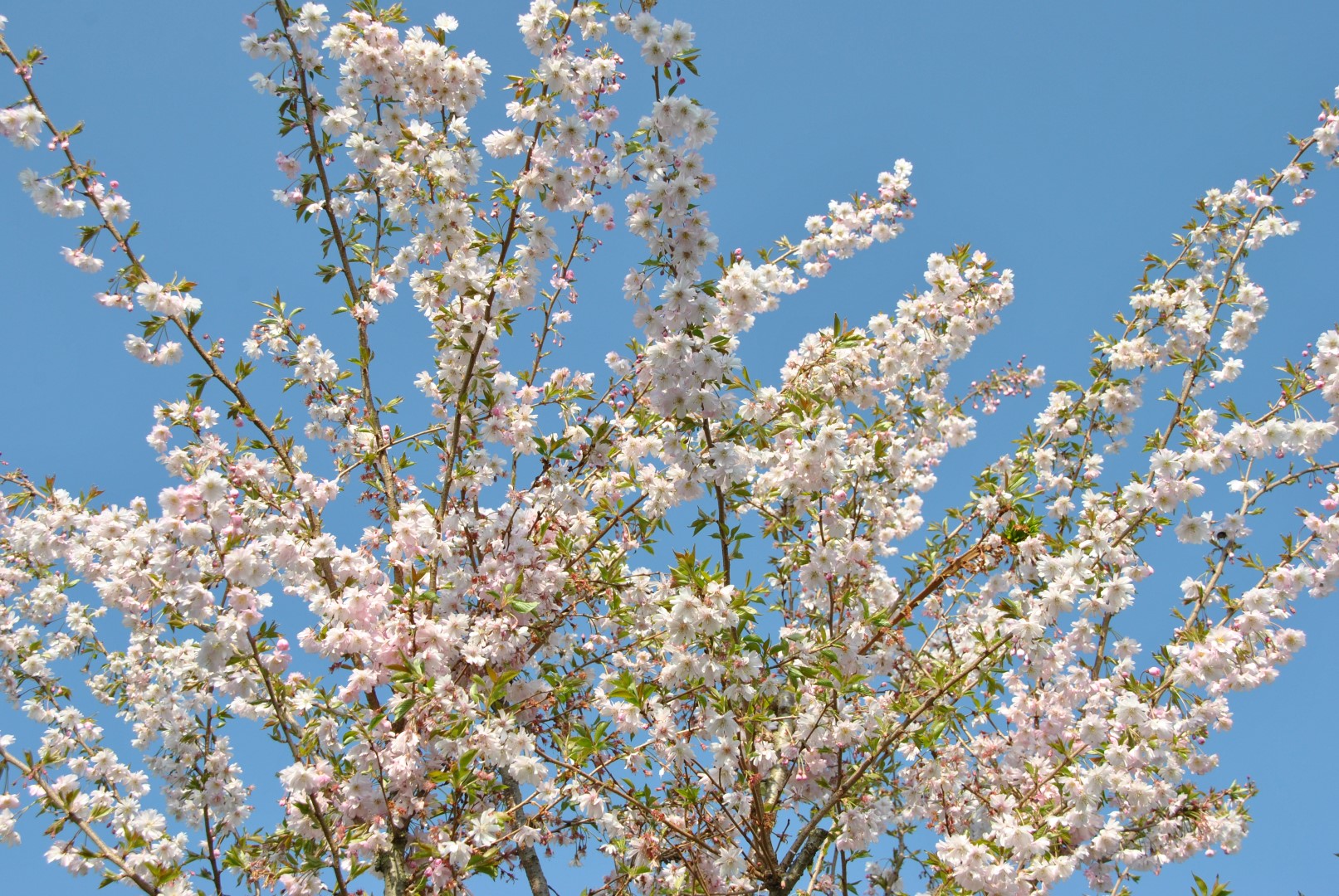 Prunus перевод. Прунус ветки. Вишня косматая 'autumnalis rosea'. Prunus Subh. 'Autumnalis rosea'. Слива Аутумнарис Розеа.