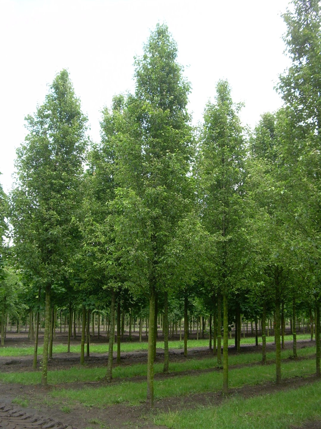 Pyrus Calleryana Chanticleer Pyrus Calleryana Chanticleer Van 