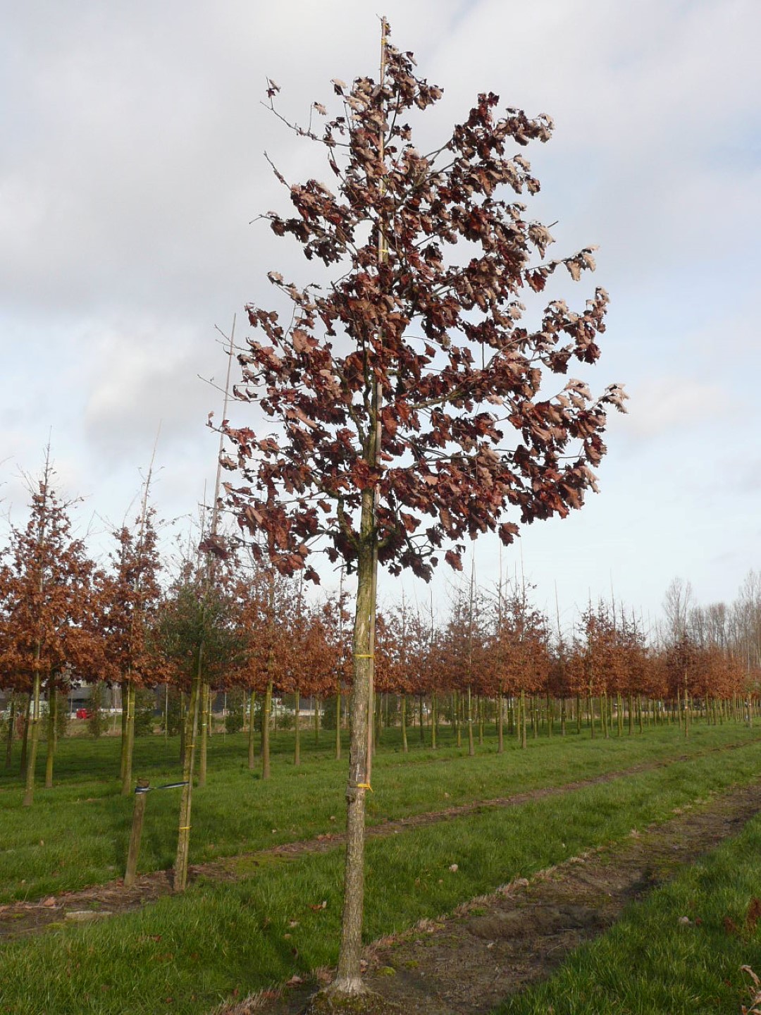 Quercus bicolor | Swamp white oak - Van den Berk Nurseries