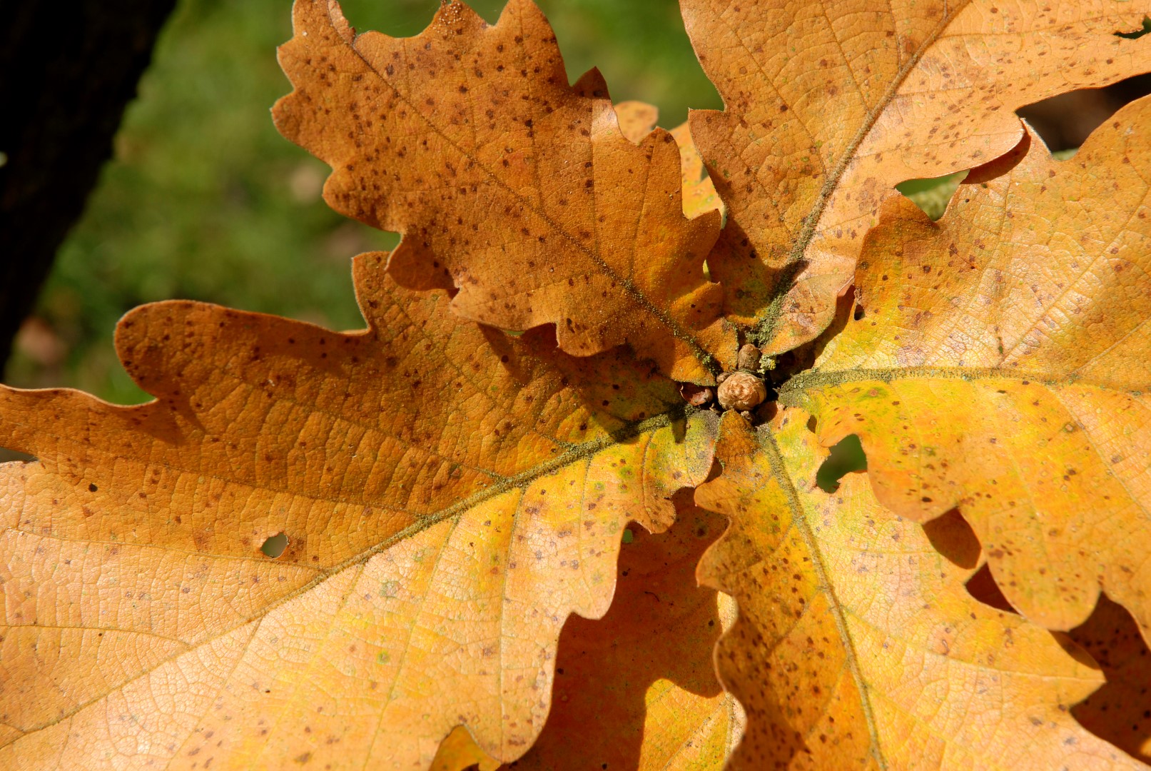 Quercus dentata 'Carl Ferris Miller' | Quercus dentata 'Carl Ferris ...