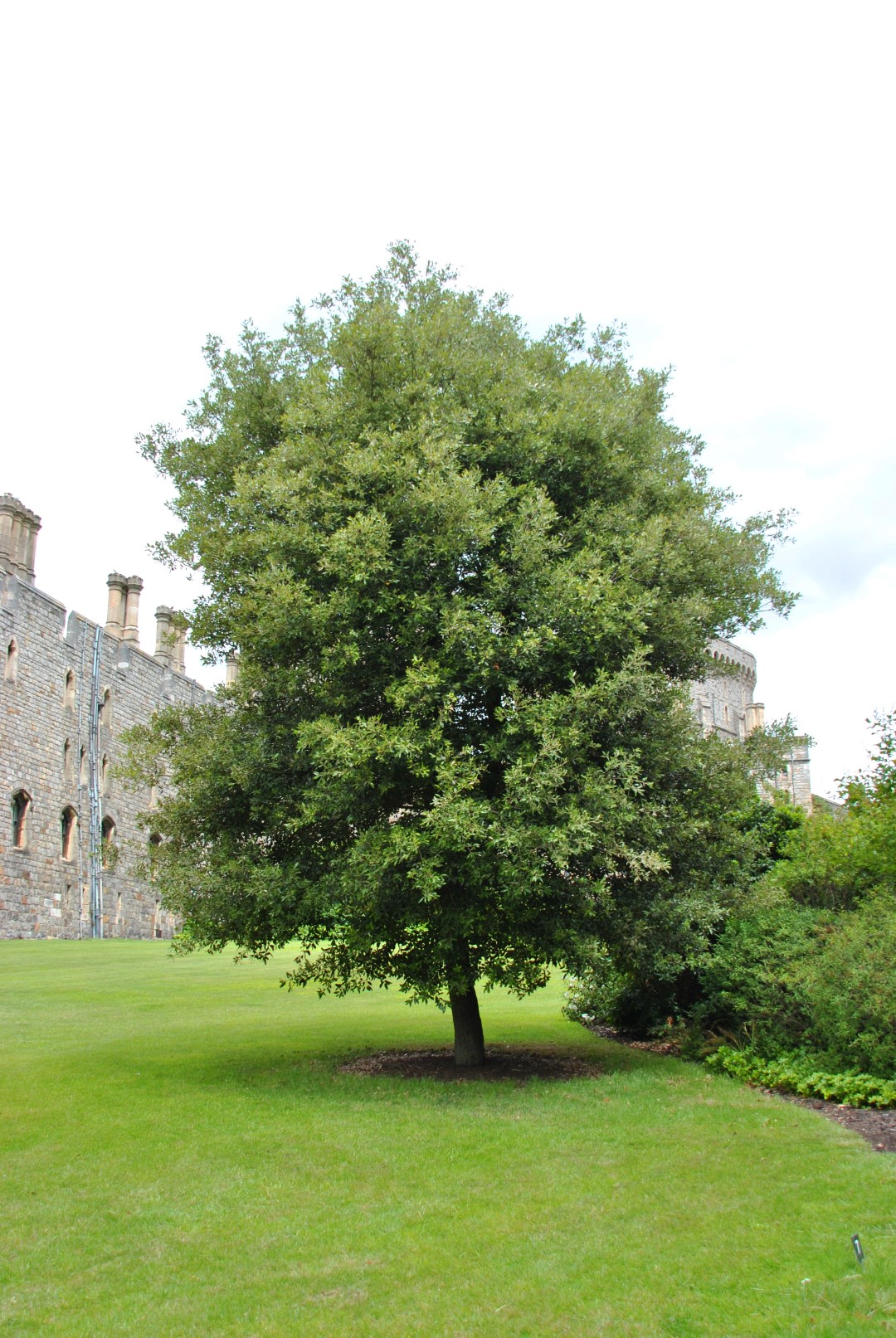 Quercus Ilex Evergreen Oak Container Thorpe Trees vrogue.co