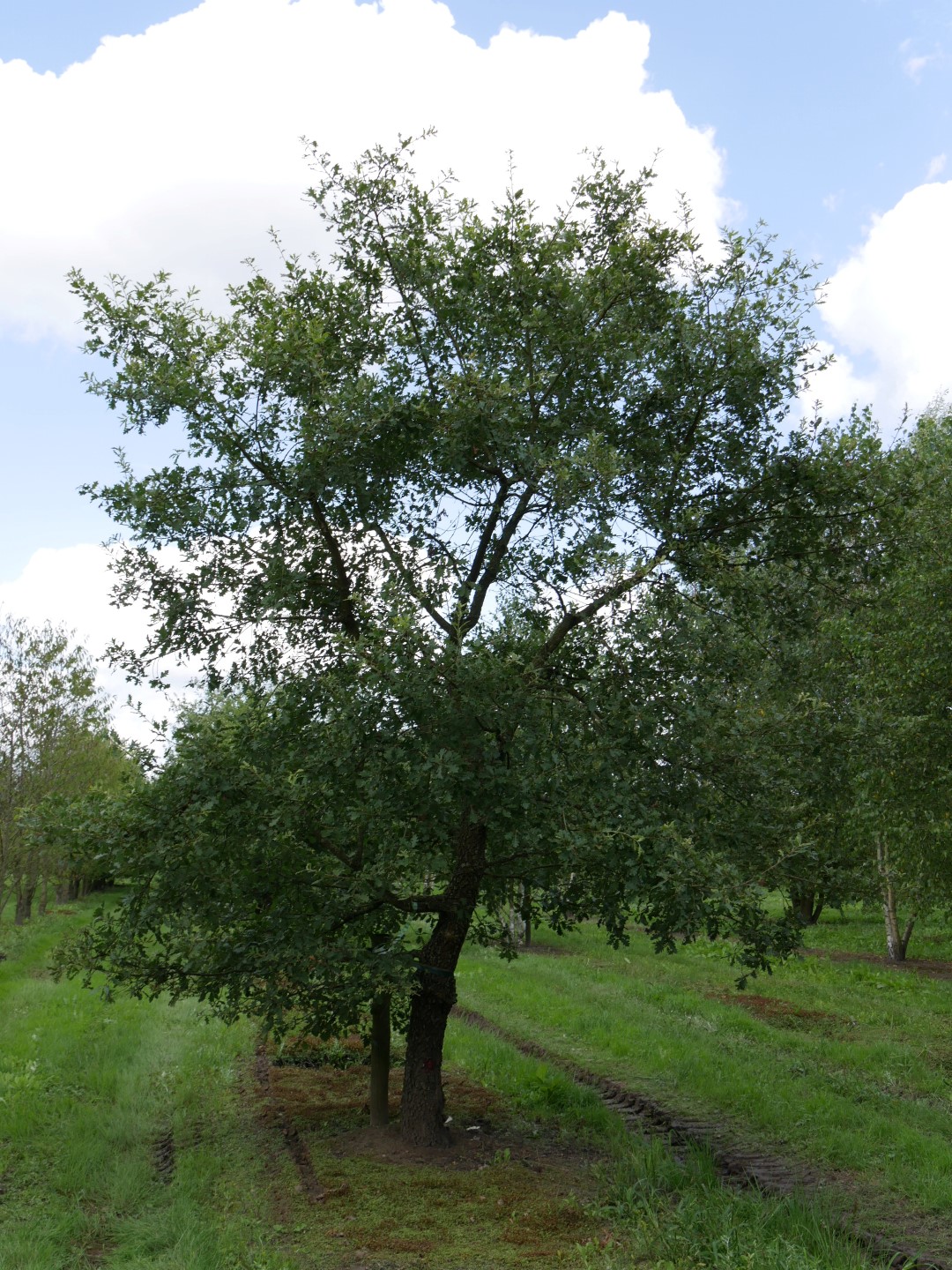 Quercus pubescens Downy oak, White oak Van den Berk Nurseries