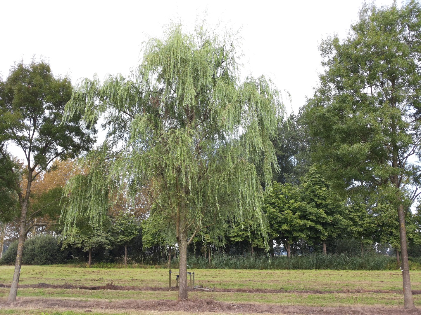 WEEPING WILLOW