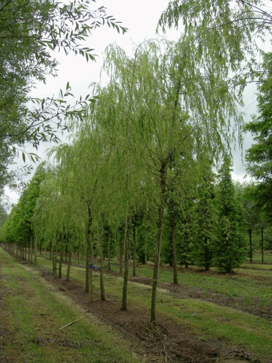 Salix Babylonica