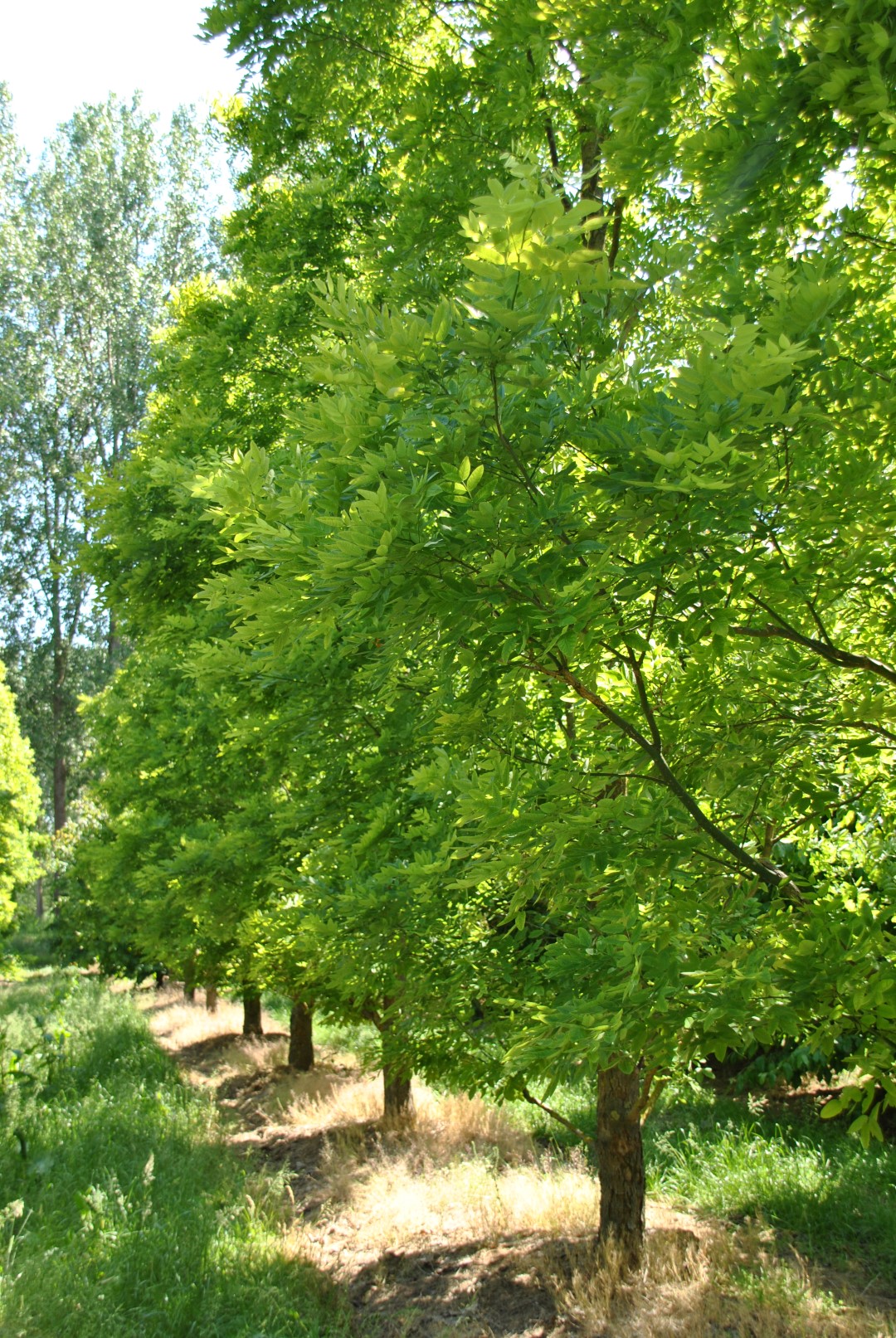 Styphnolobium japonicum PRINCETON UPRIGHT ('Fleright