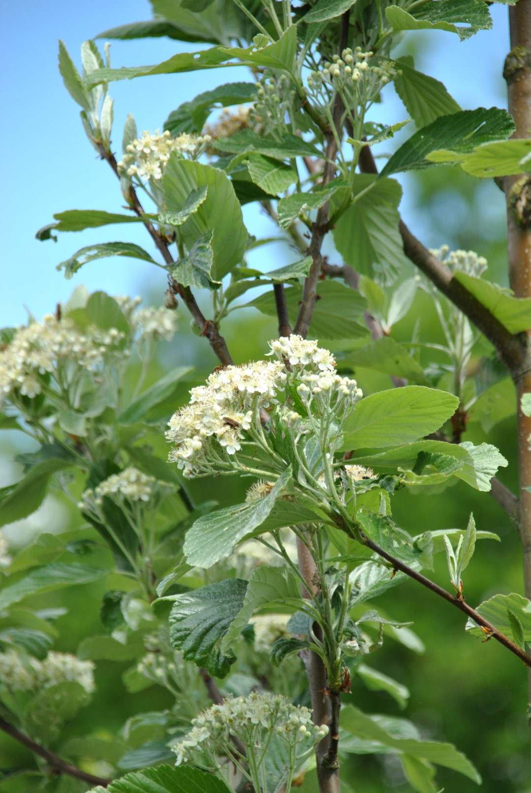 Sorbus aria 'Magnifica' | Sorbus aria 'Magnifica' - Van den Berk