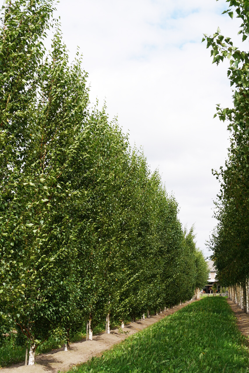 Betula pendula FASTIGIATA JOES ('Jolep1') | Betula pendula FASTIGIATA ...