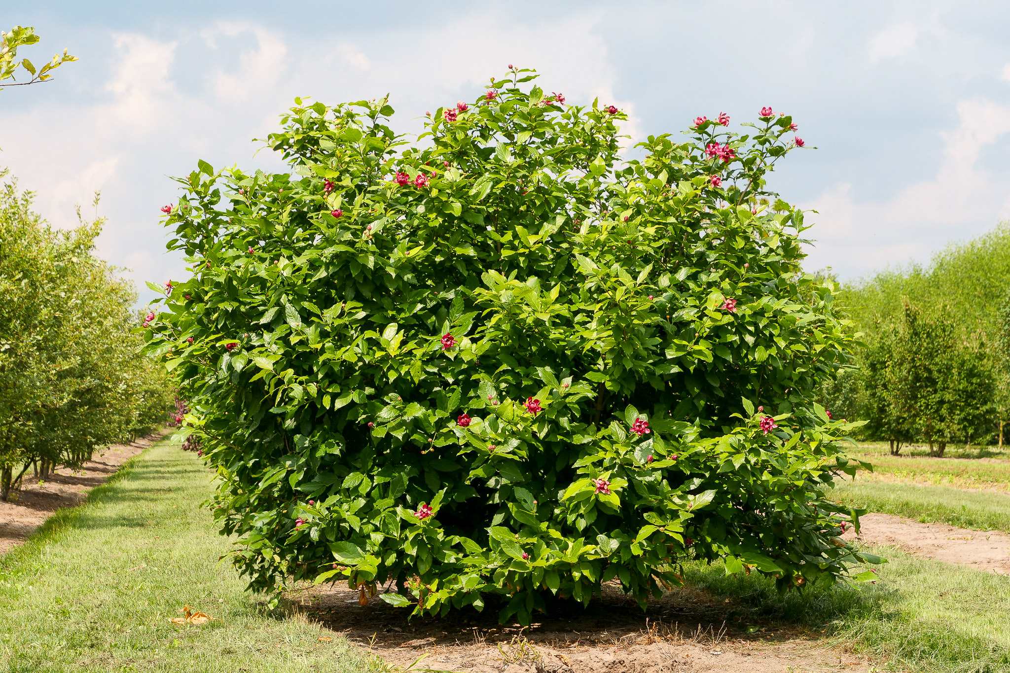 Calycanthus raulstonii 'Aphrodite' | Calycanthus raulstonii 'Aphrodite' -  Van den Berk Nurseries
