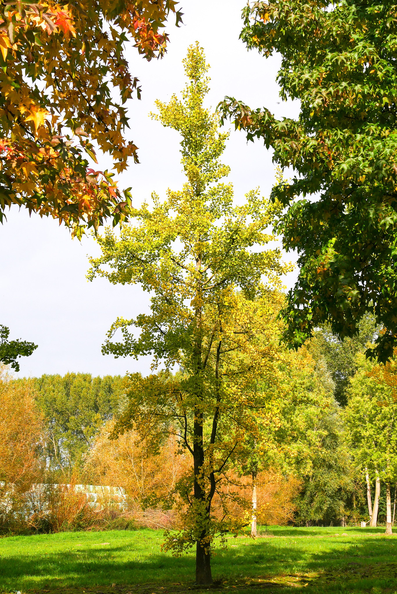 Ginkgo biloba  Maidenhair tree - Van den Berk Nurseries