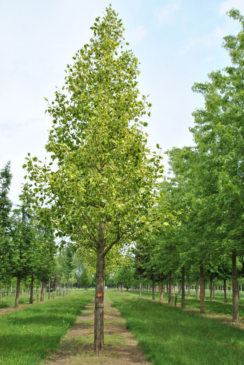 wickroggen saatgut Gründünger 'Wickroggen' main image 0