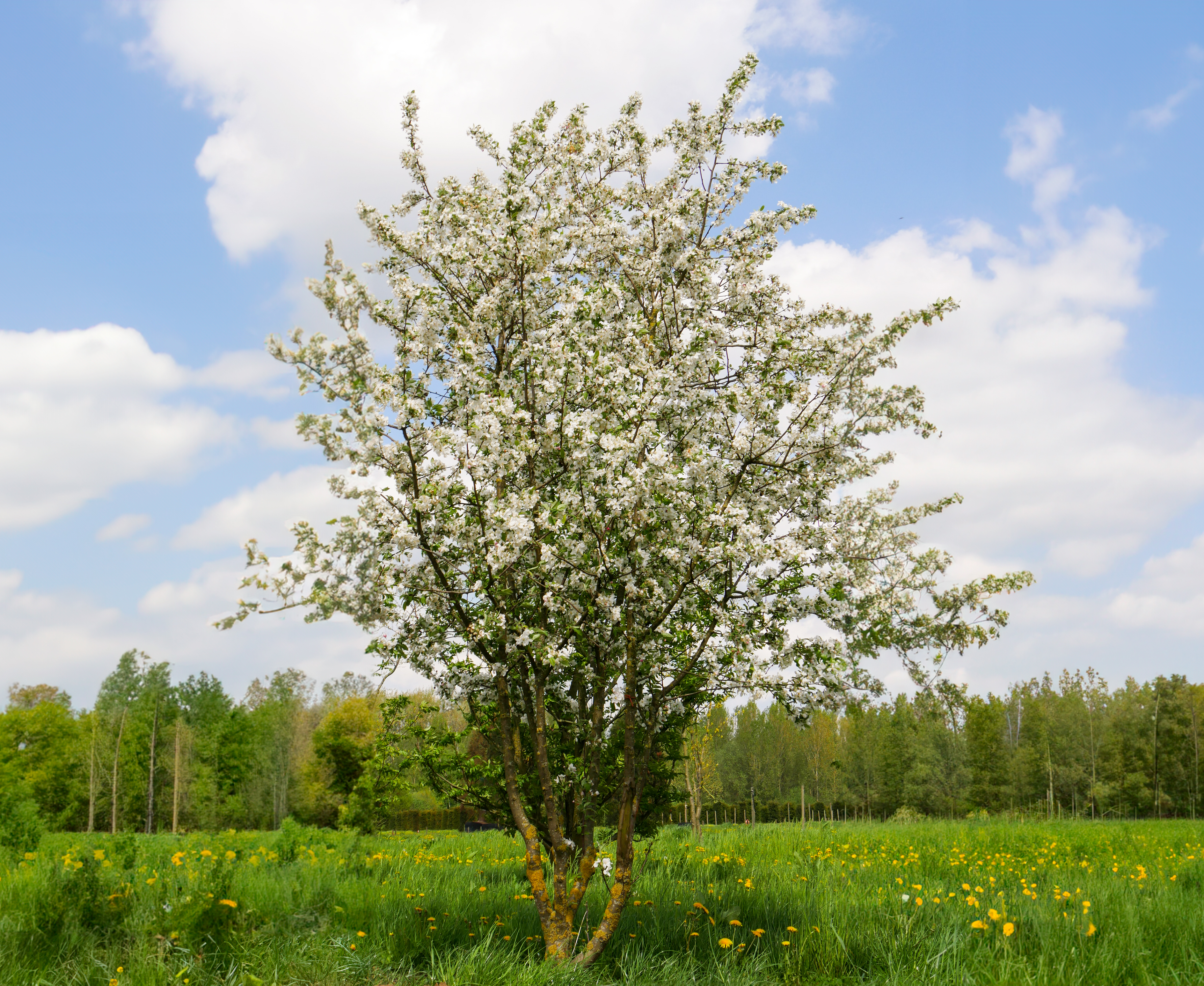 Malus 'Red Sentinel' | Flowering Van Nurseries