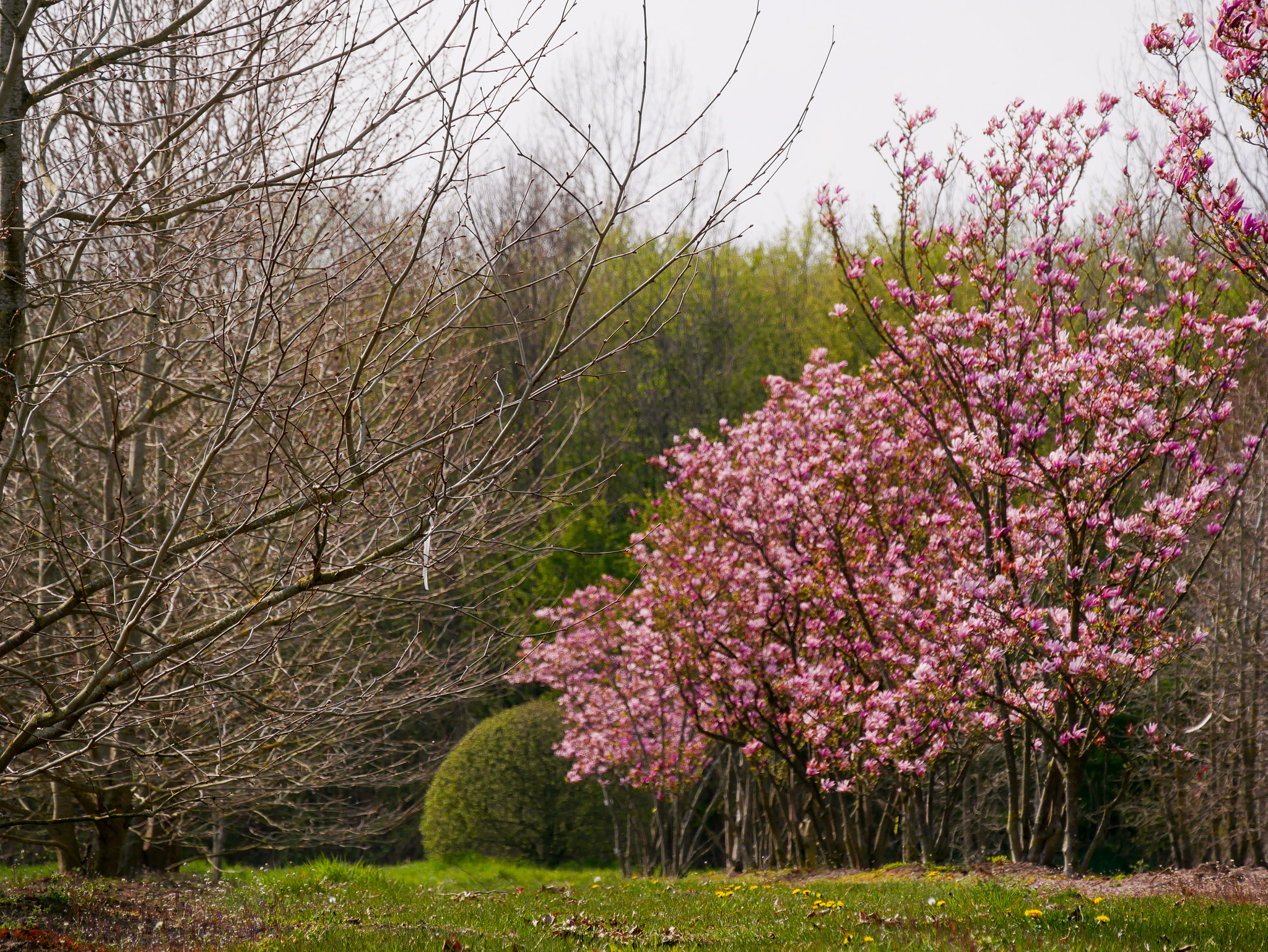 Magnolia 'Susan', Just One of the Girls