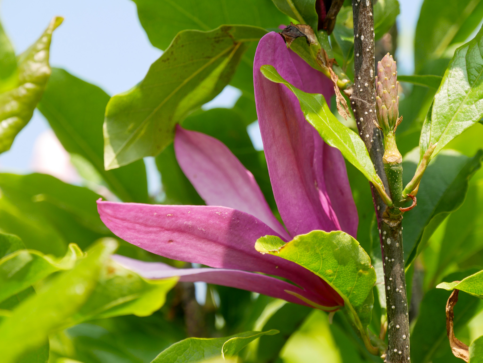 Stock Flower Stem - Magnolia