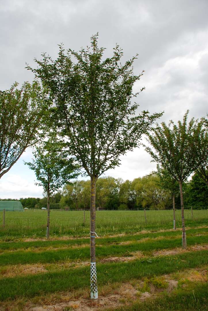 Prunus 'Pandora' | Prunus 'Pandora' - Berk Nurseries