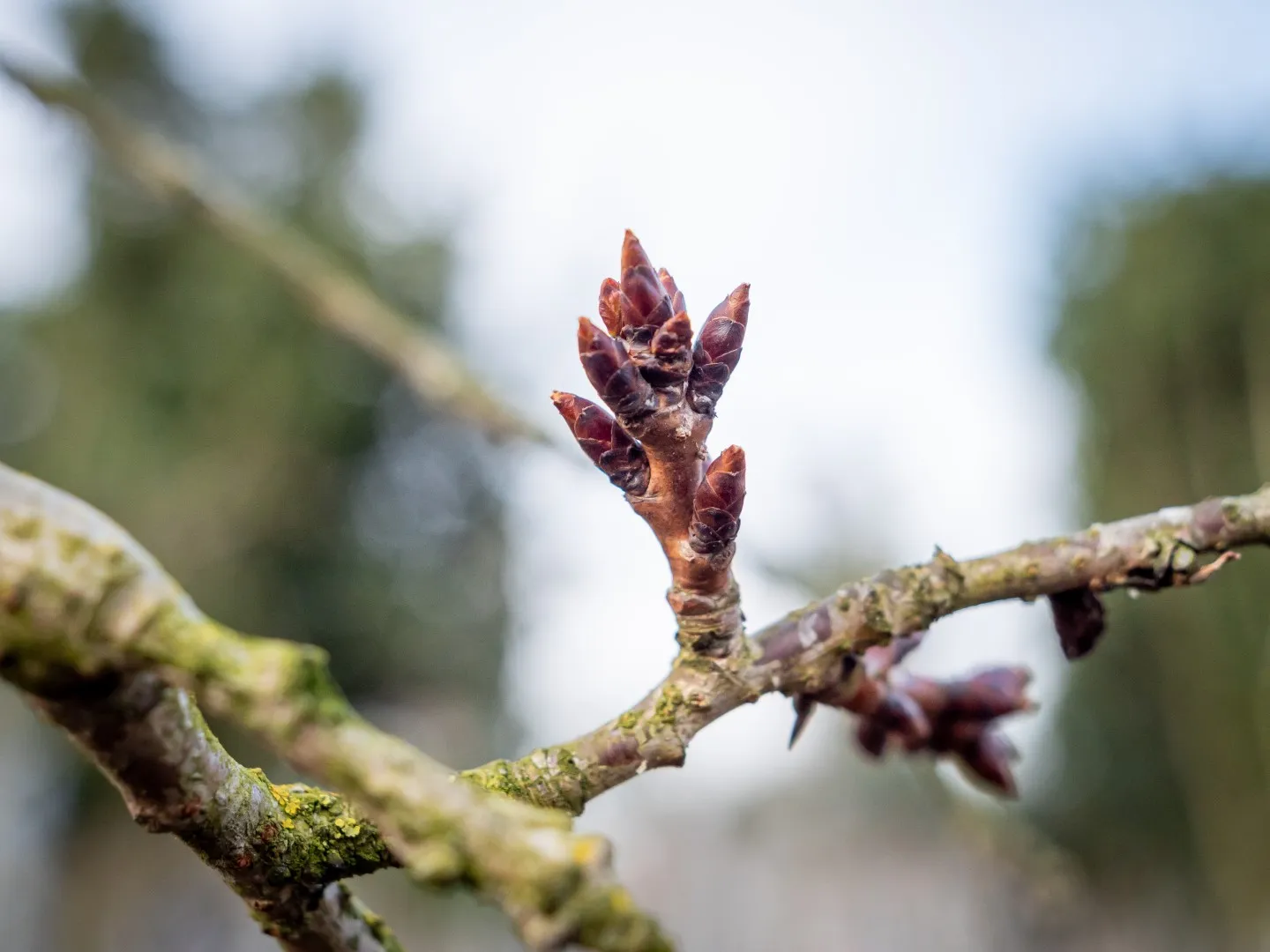 Weeping Flowering Cherry Tree Seeds – Prunus Subhirtella Pendula – Ornamental Garden Tree