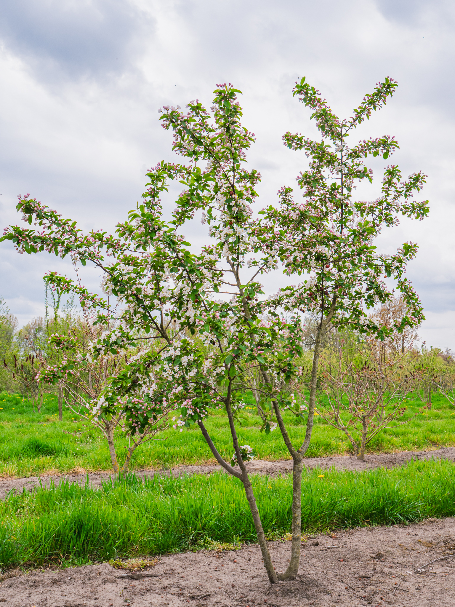 Malus 'Red Sentinel' | Flowering Crab - Van den Berk Nurseries