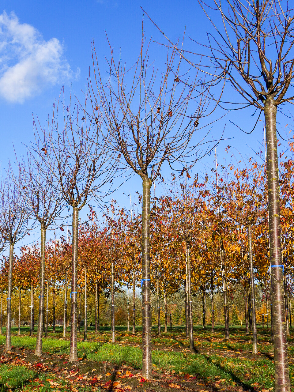 Prunus sargentii 'Rancho' | Prunus sargentii 'Rancho' - Van den Berk ...