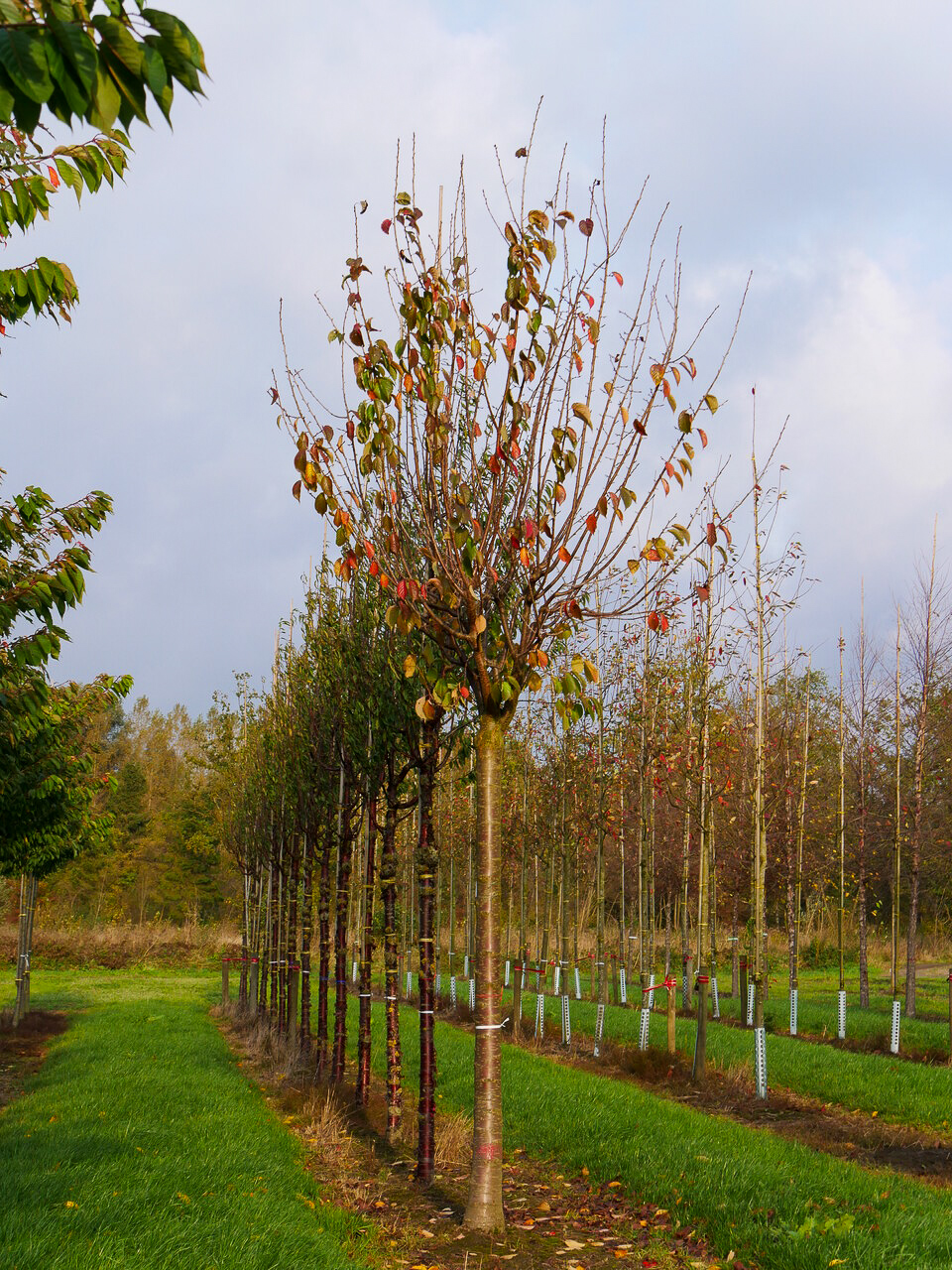 Prunus sargentii 'Rancho' | Prunus sargentii 'Rancho' - Van den Berk ...