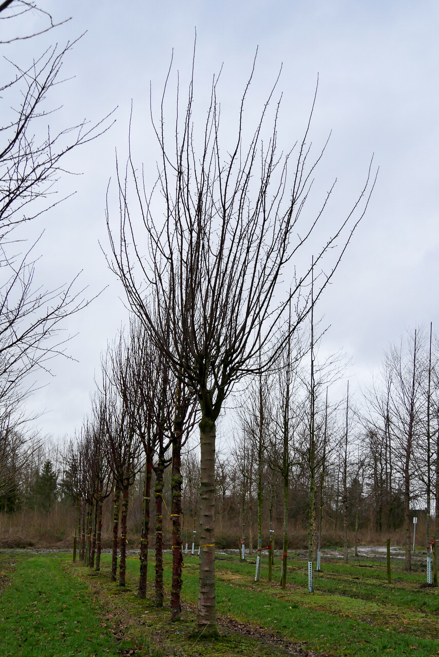 Prunus sargentii 'Rancho' | Prunus sargentii 'Rancho' - Van den Berk ...
