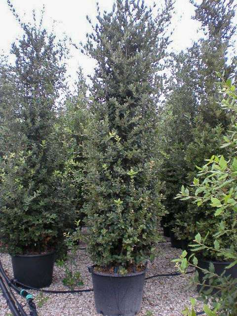 Quercus ilex | Holm oak, Holly oak, Evergreen oak - Van den Berk Nurseries