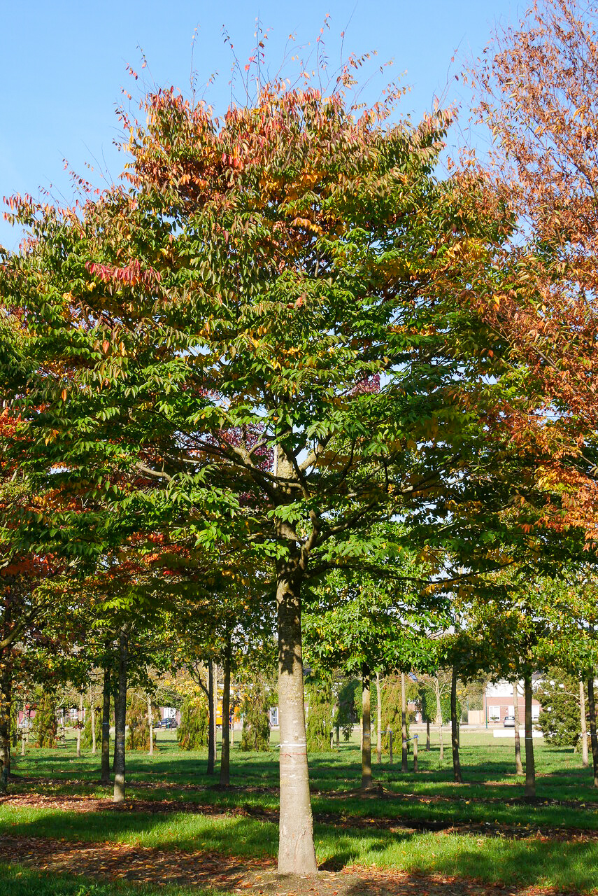 Zelkova serrata | Japanese Zelkova, Keaki - Van den Berk Nurseries